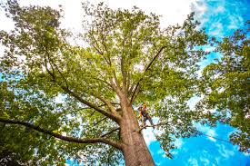 Leaf Removal in West Pasco, WA